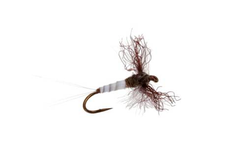 Callibaetis - CDC Biot Spinner